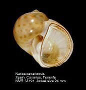Natica canariensis